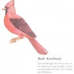 Rode Kardinaal
