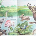 Watervogels