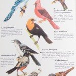 Losse vogels II