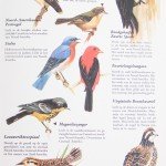 Losse vogels I