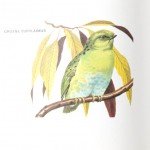Groene Eurylaimus