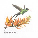 Langstaart Kolibrie