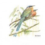 MotMot