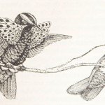 Paradijsvogels