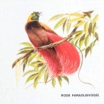 Rode Paradijsvogel