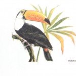 Toekan