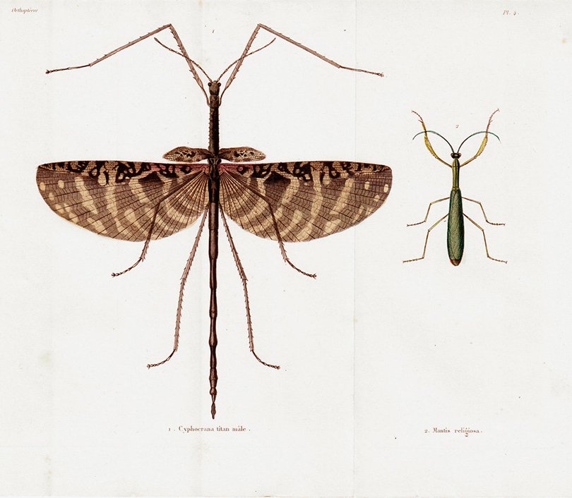 1850 Antique mantises print engraving - TwoCatsAntiquePrints on Etsy