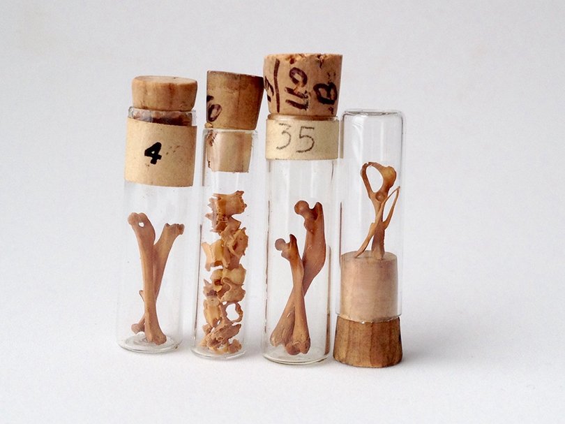 Specimen Collection in Vintage Vials - PULPmiscellania on Etsy