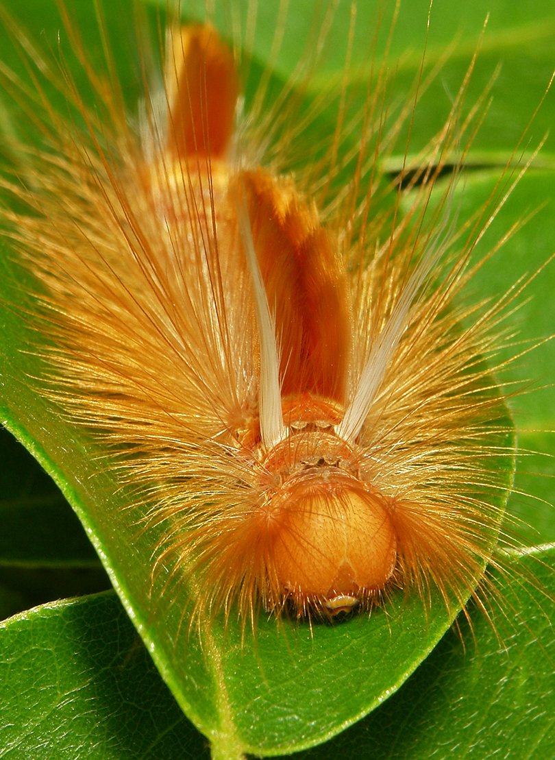 Tussock Moth Caterpillar (Lymantriinae) - itchydogimages, Flickr