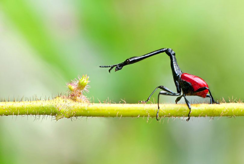 giraffe-necked weevil - dale morris
