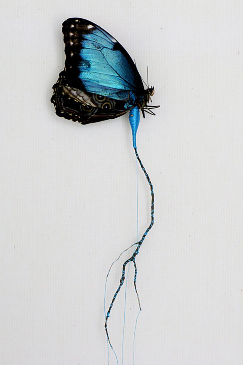 Anne ten Donkelaar broken butterflies