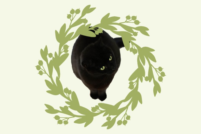 Zwarte katten - Oh Marie!