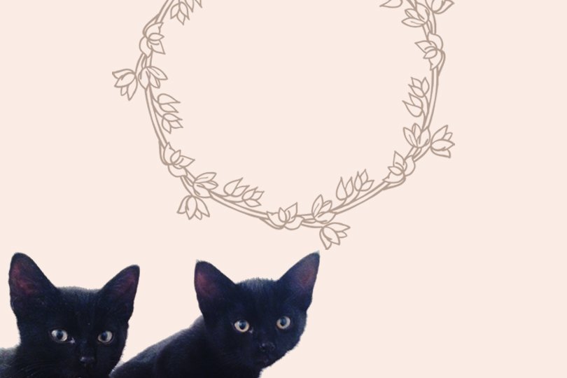 Zwarte katten - Oh Marie!