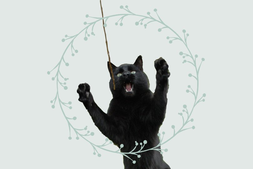 Zwarte katten - Oh Marie!