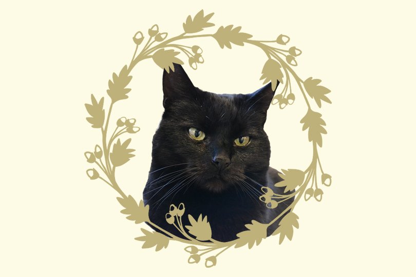 Zwarte katten - Oh Marie!