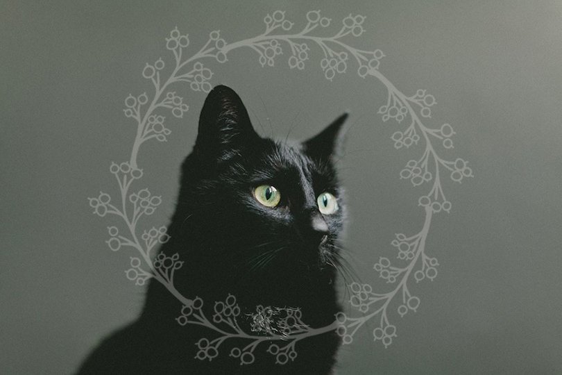 Zwarte katten - Oh Marie!