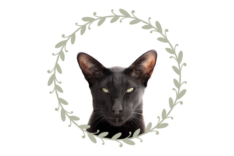 Zwarte katten - Oh Marie!