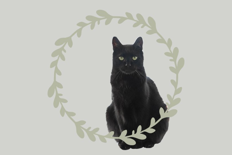 Zwarte katten - Oh Marie!
