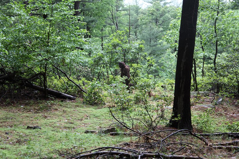 beaconbigfoot - bigfoot baby garrison
