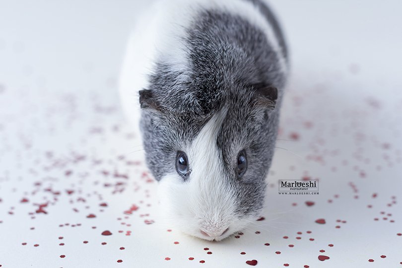 Marloeshi Photography - Oh Marie!