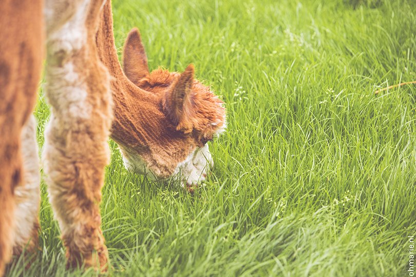 De Alpaca Hoeve - Oh Marie!