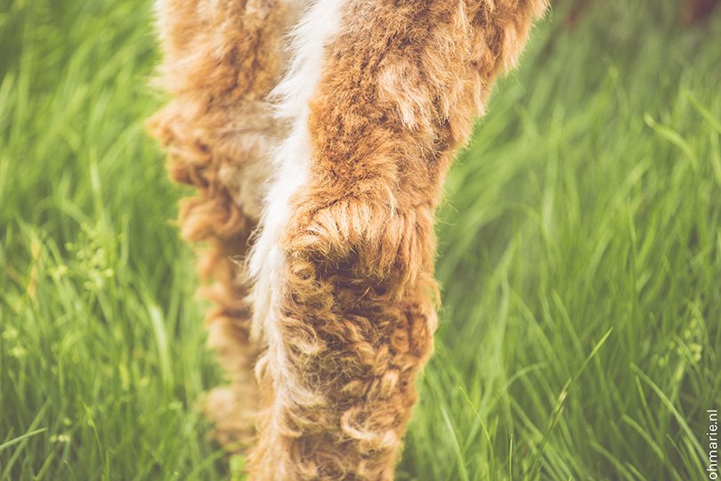 De Alpaca Hoeve - Oh Marie!