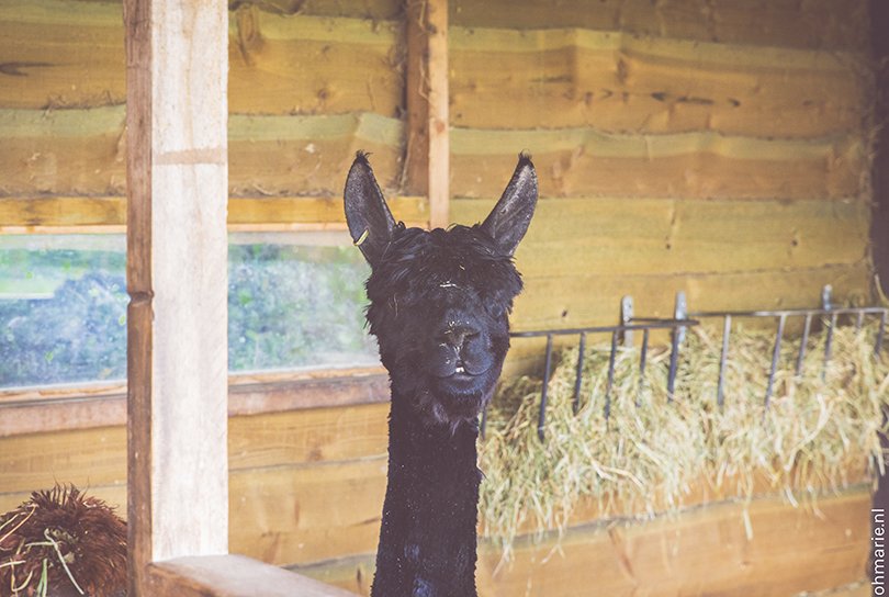 De Alpaca Hoeve - Oh Marie!