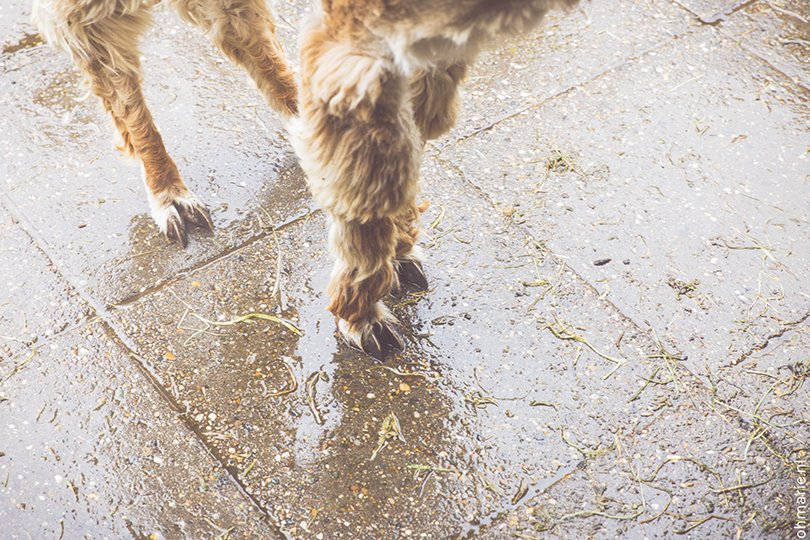 De Alpaca Hoeve - Oh Marie!