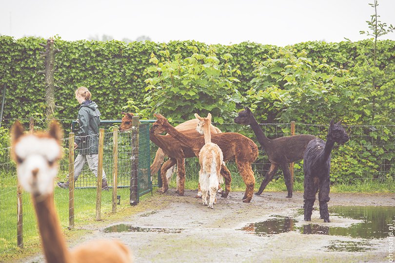 De Alpaca Hoeve - Oh Marie!