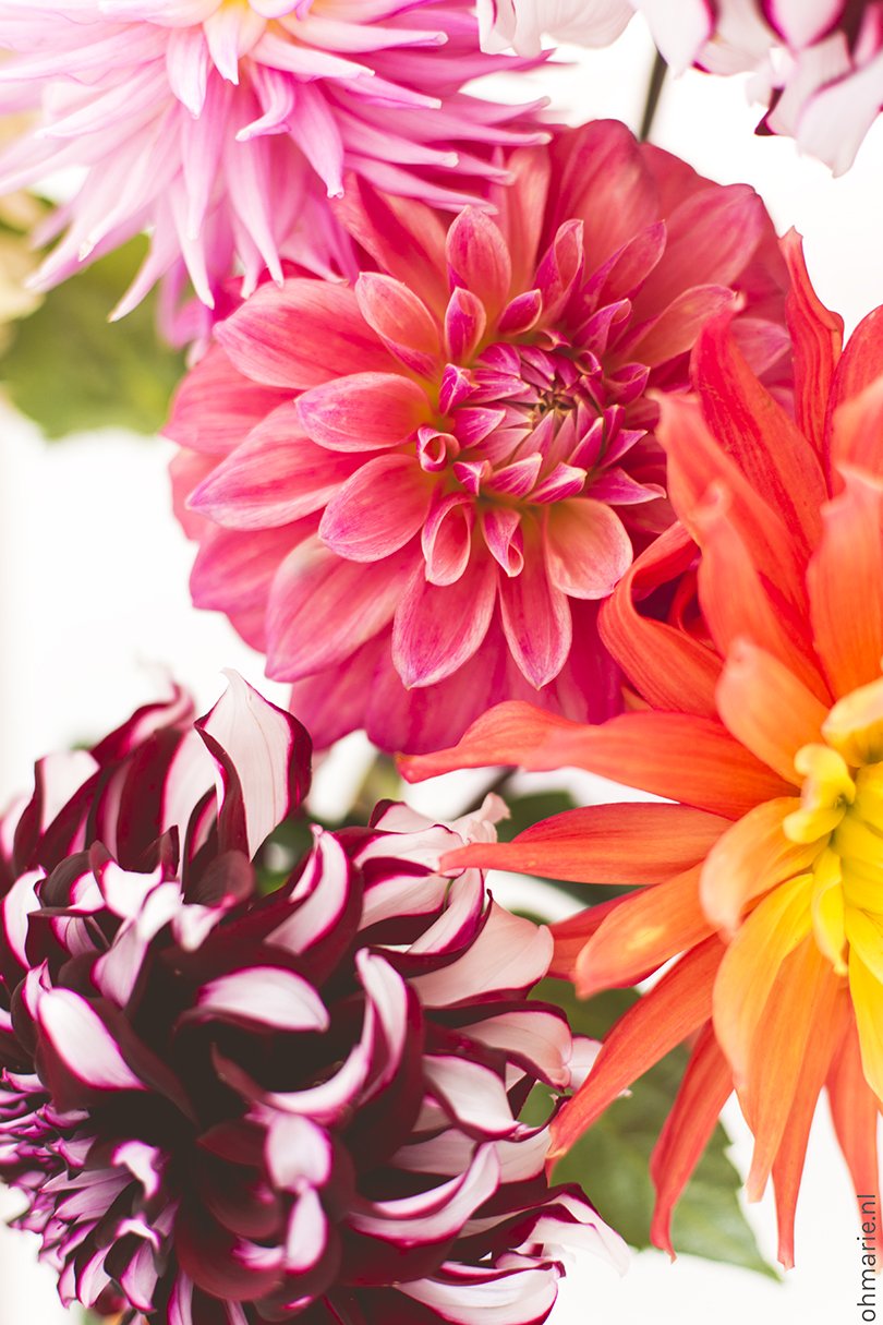 Dahlias's - Oh Marie!