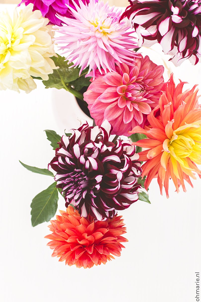 Dahlias's - Oh Marie!