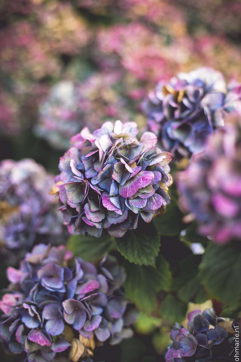 Hortensia - mooiwatbloemendoen.nl - Oh Marie!