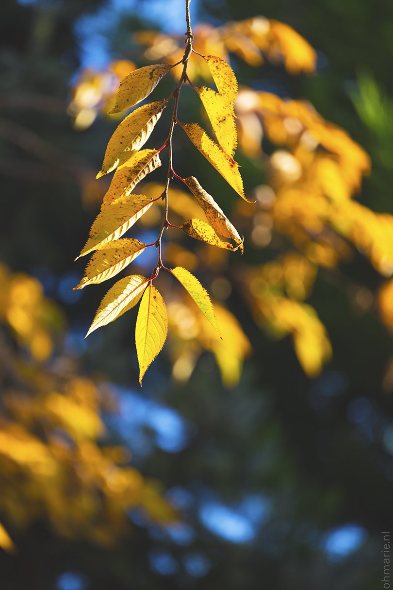 Herfst - Oh Marie!