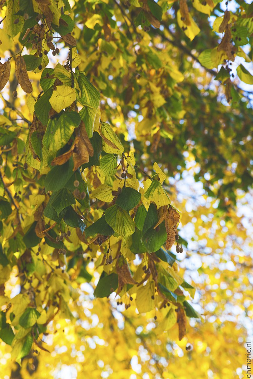 Herfst - Oh Marie!